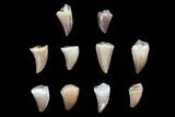 Lot: to Fossil Mosasaur Teeth - Pieces #92386-1